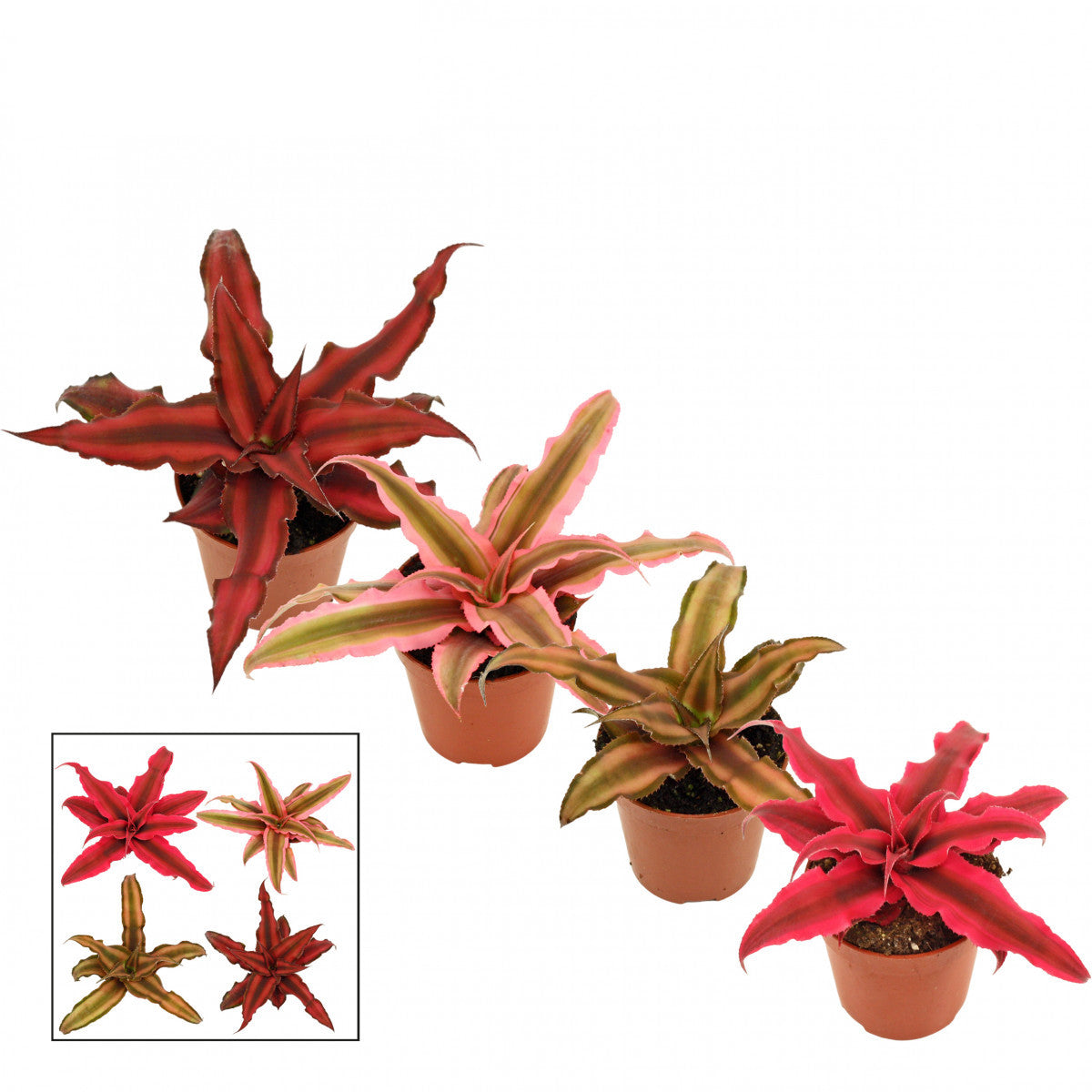 Cryptanthus - Baby plant - LUCKY DIP