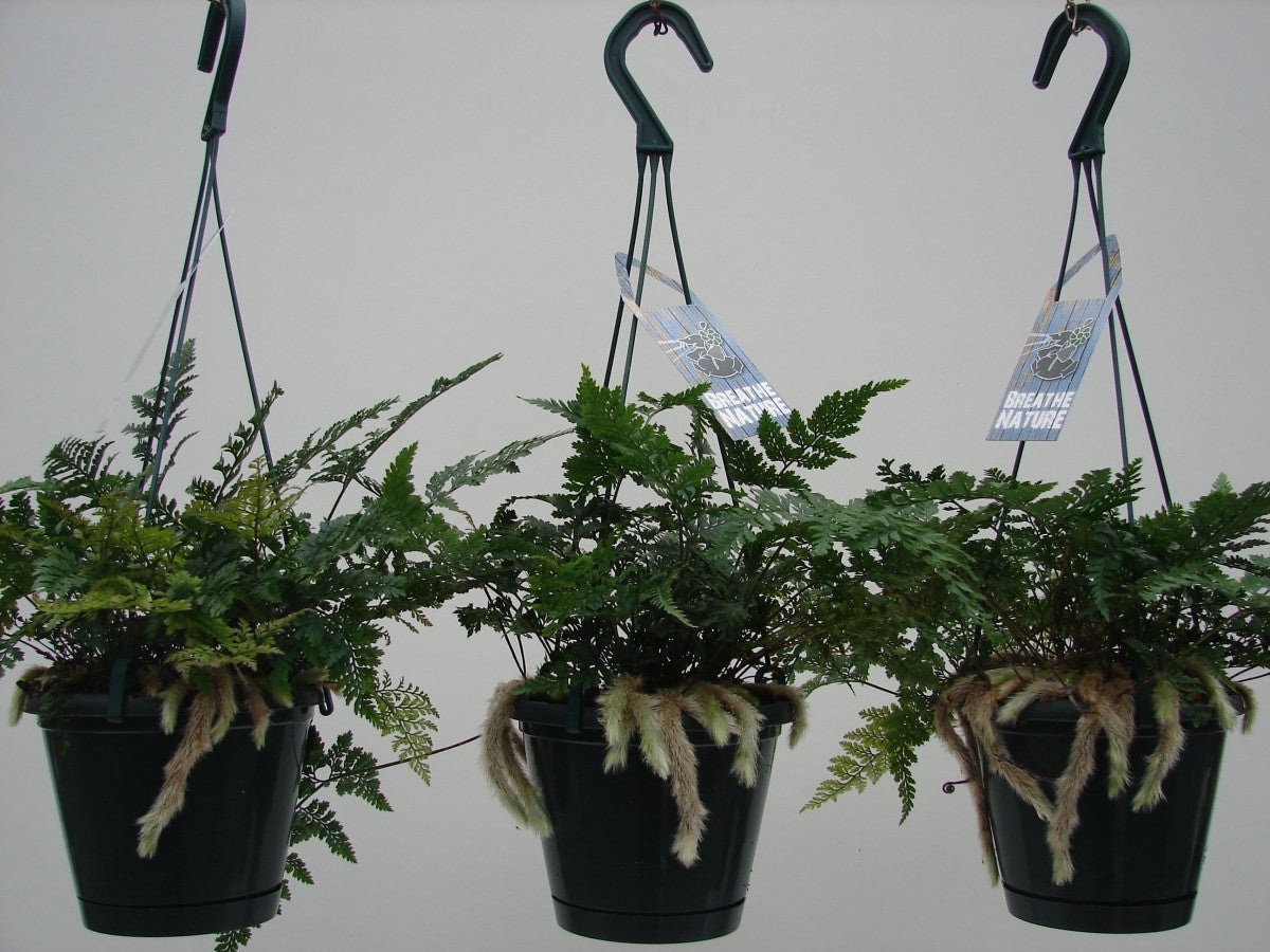 Davallia ''Fougère Patte De Lapin'' - Suspension