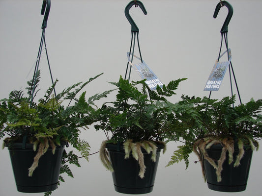 Davallia ''Fougère Patte De Lapin'' - Suspension