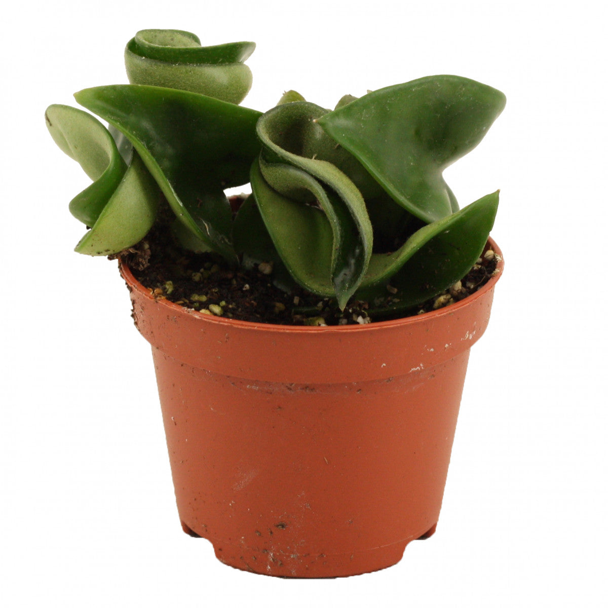 Hoya Carnosa Compacta Green - Baby plant