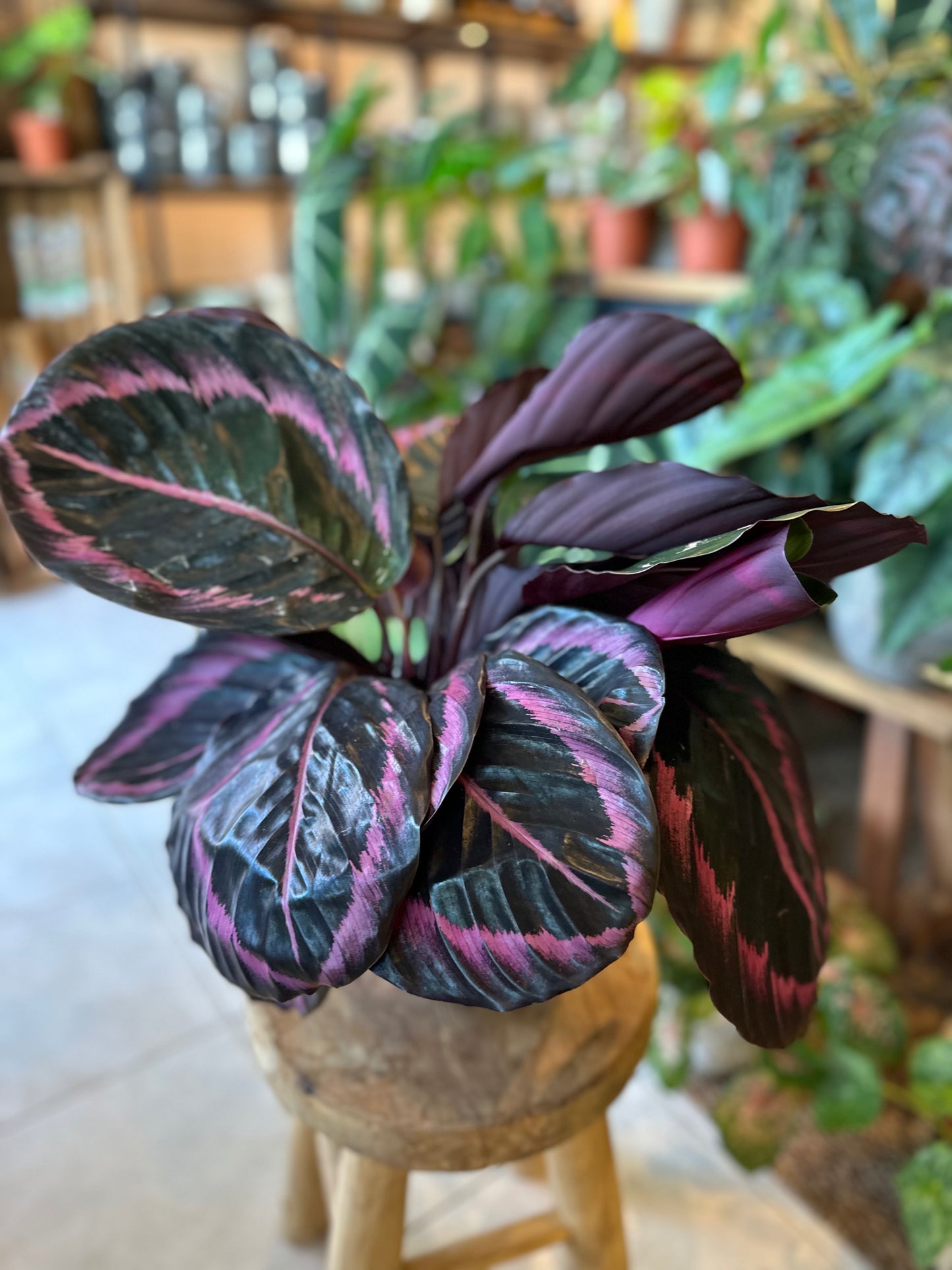 Calathea Surprise Star
