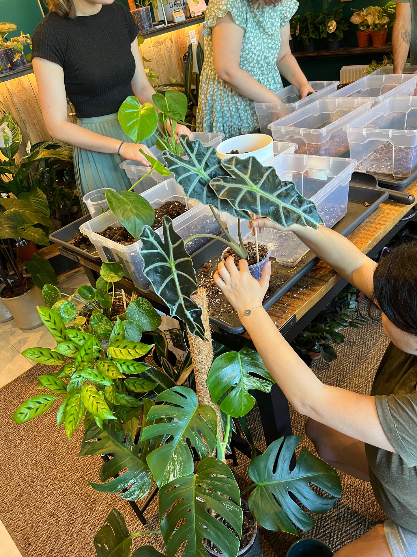 Atelier - Bouturer et multiplier ses plantes