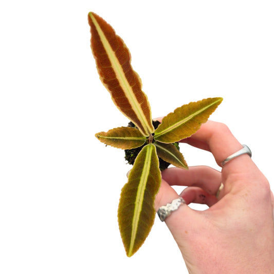 Labisia Jabi - Baby plant