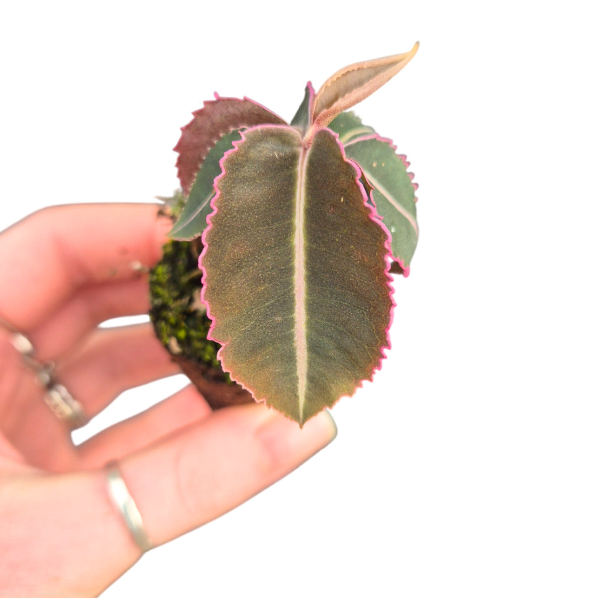 Labisia Pumila - Baby plant