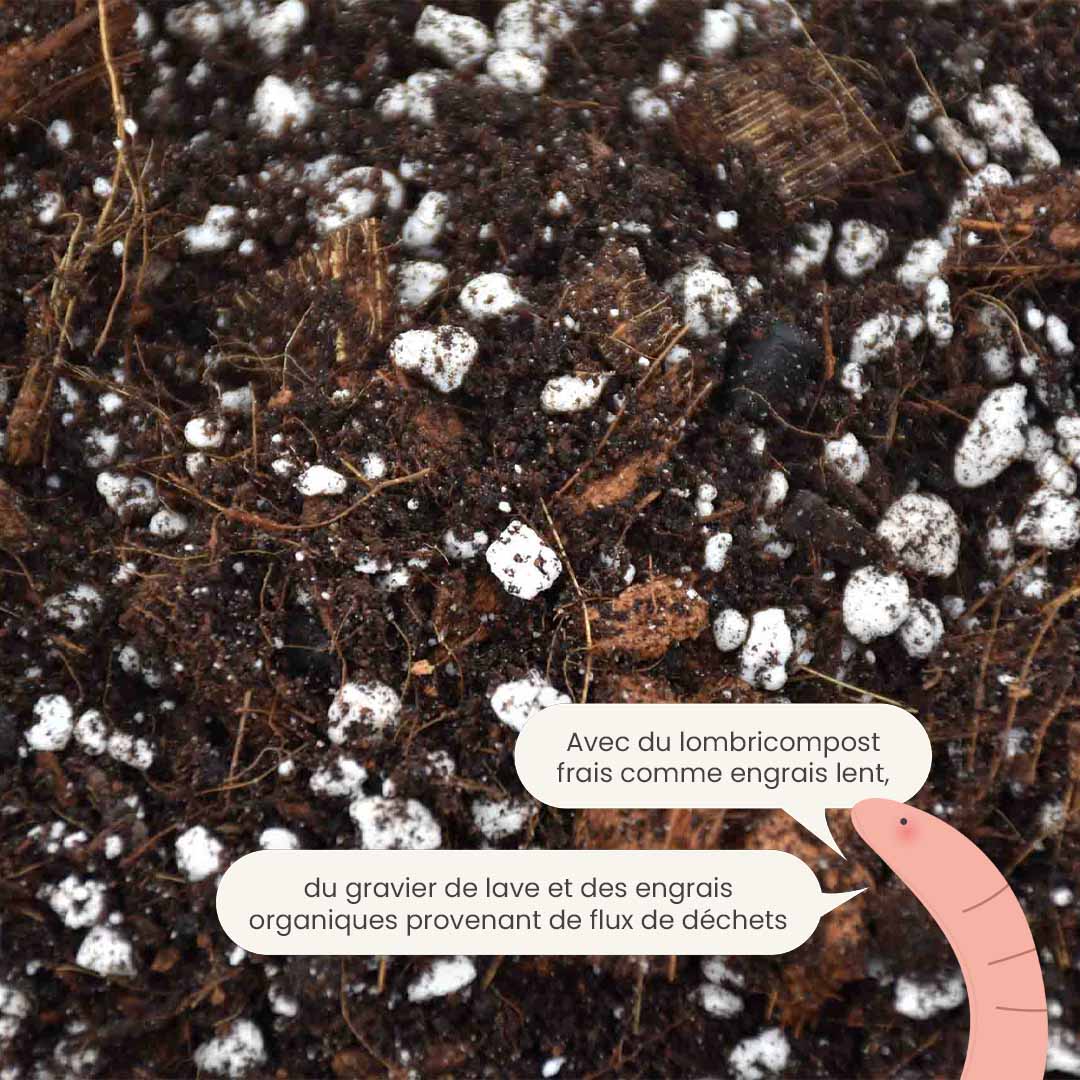 Mix pour Aracée 5L - Aroid Mix 5L