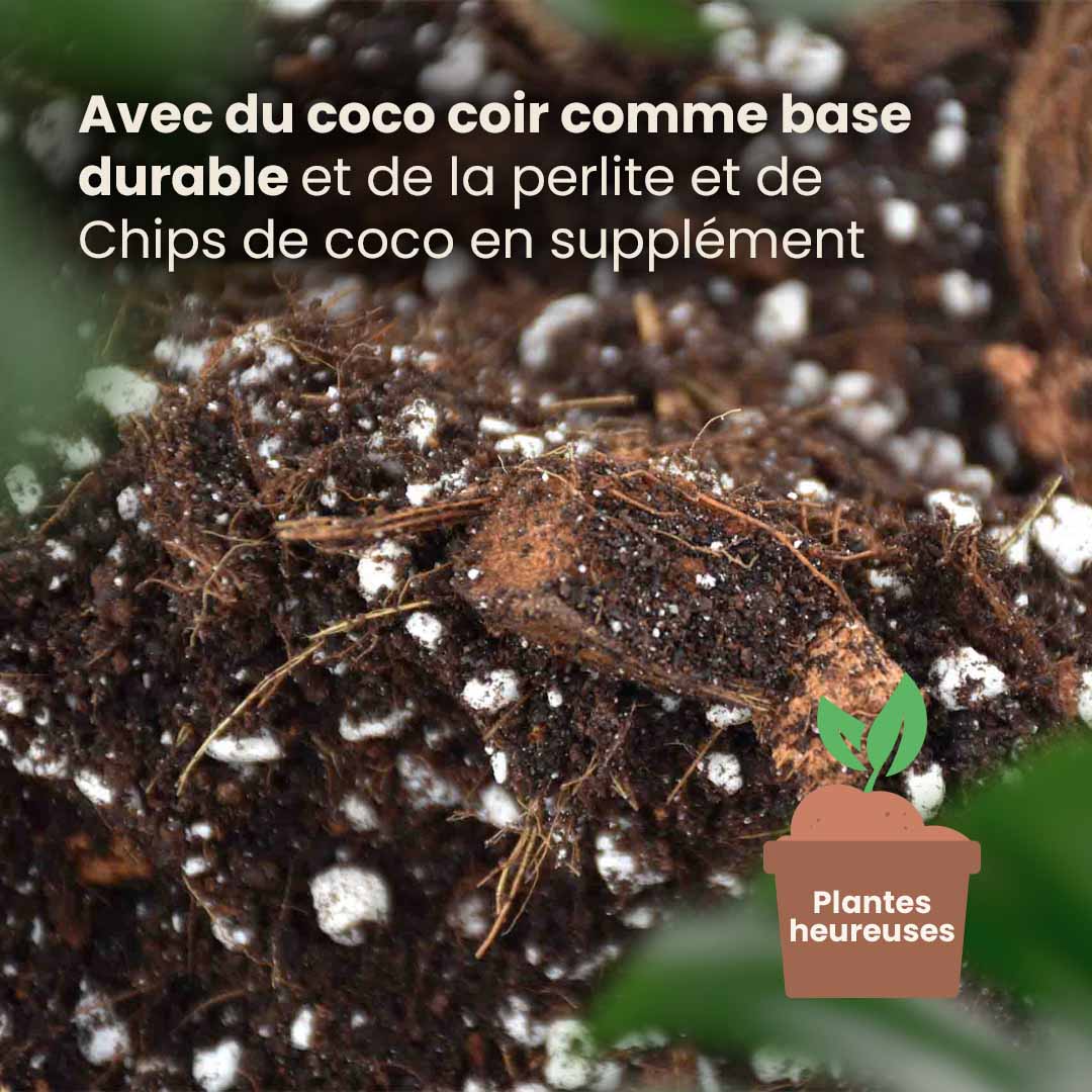 Mix pour Aracée 5L - Aroid Mix 5L