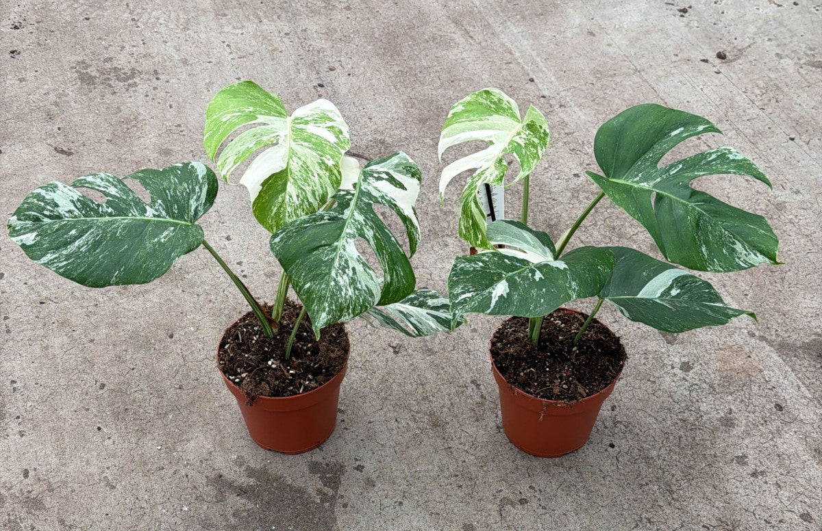 Monstera Borsigiana variegata pot Ø17 cm