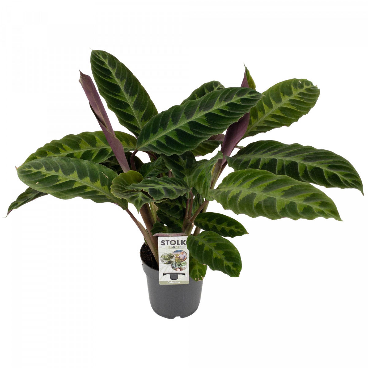 Calathea Warsewicszii