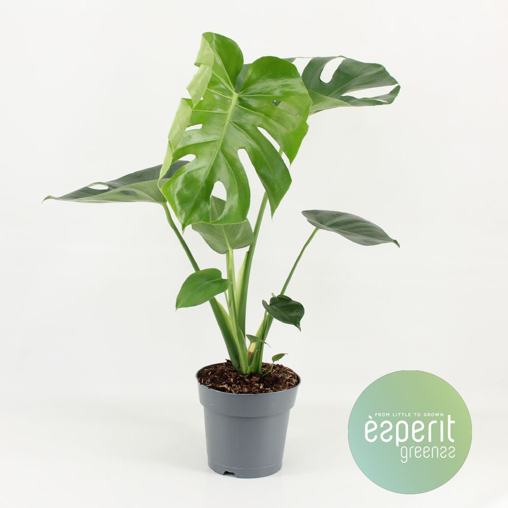 Monstera Deliciosa 17cm
