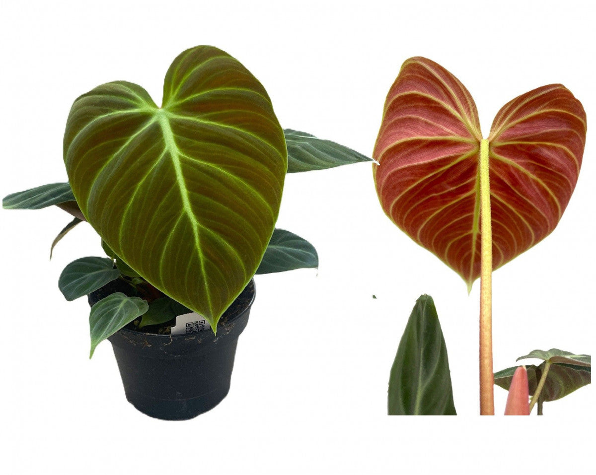 Philodendron El Choco Red