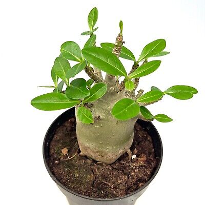 Adenium Obesum Baobab - Rose du désert