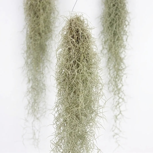 Tillandsia Usneoides XL