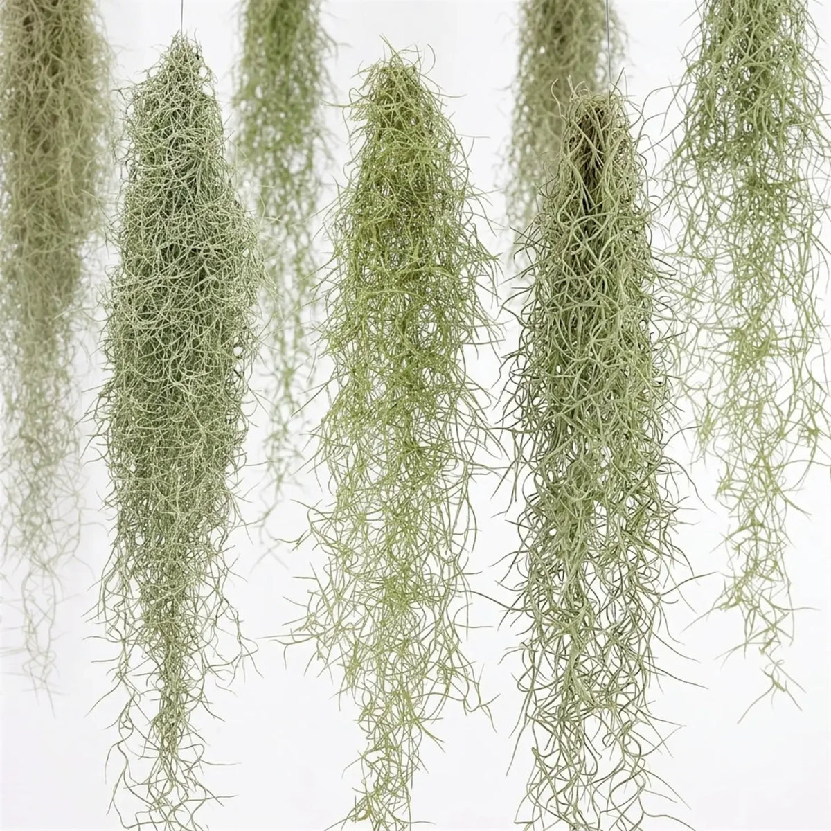 Tillandsia Usneoides XL