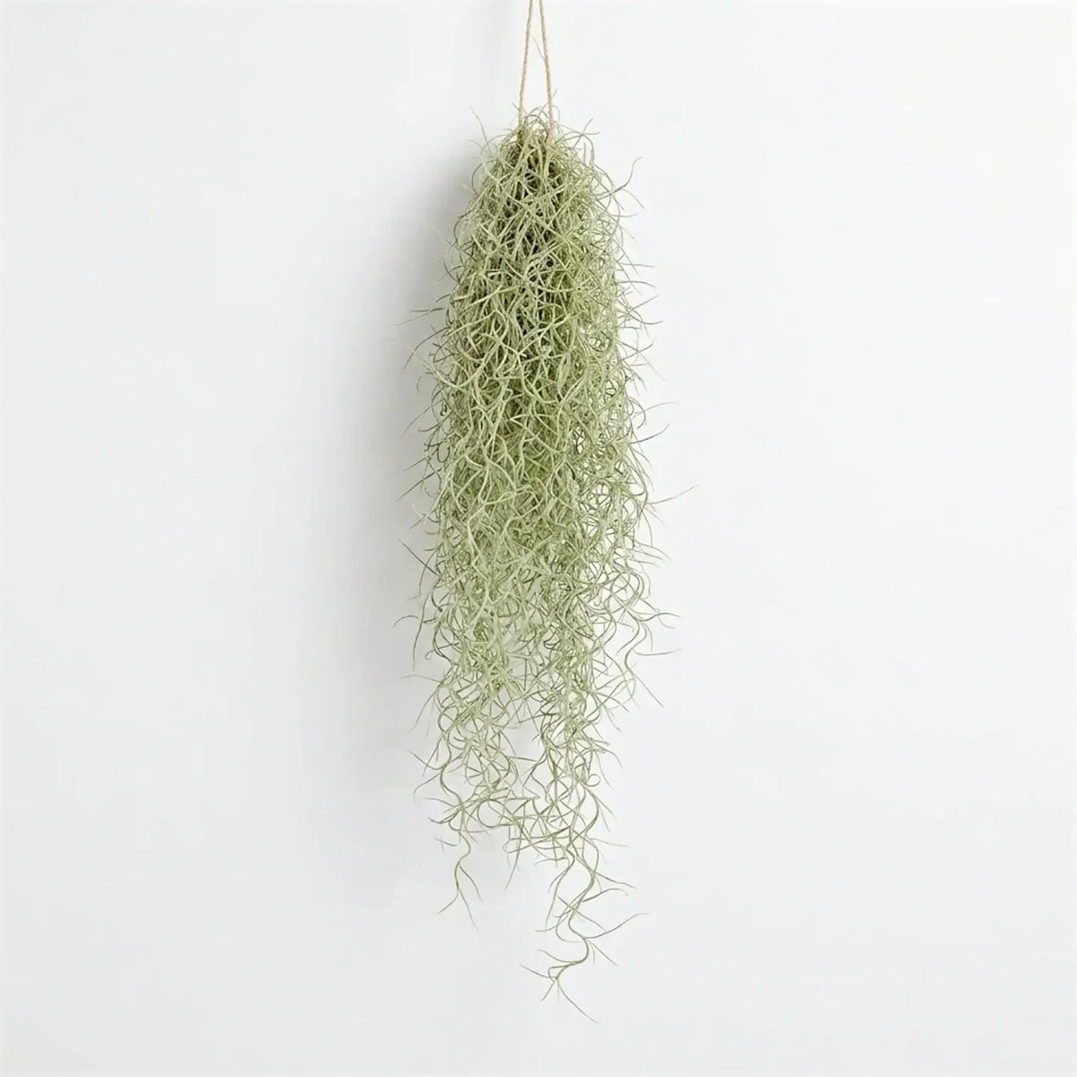 Tillandsia Usneoides XL