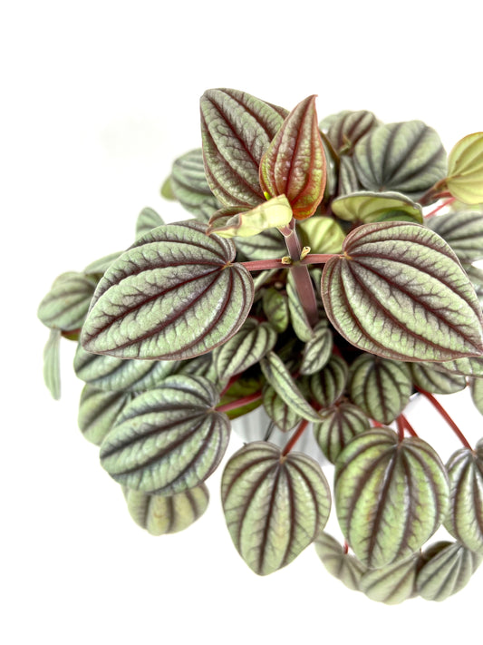 Peperomia Caperata ''Sunrise''