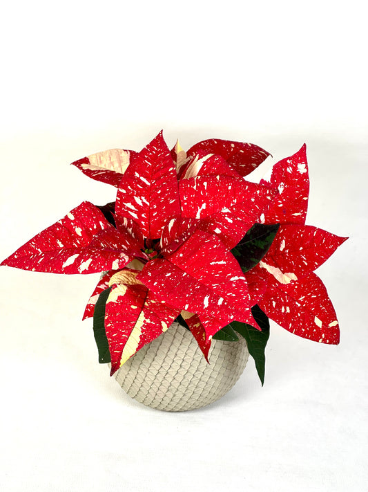 Poinsettia variegata - Etoile de Noël variegata