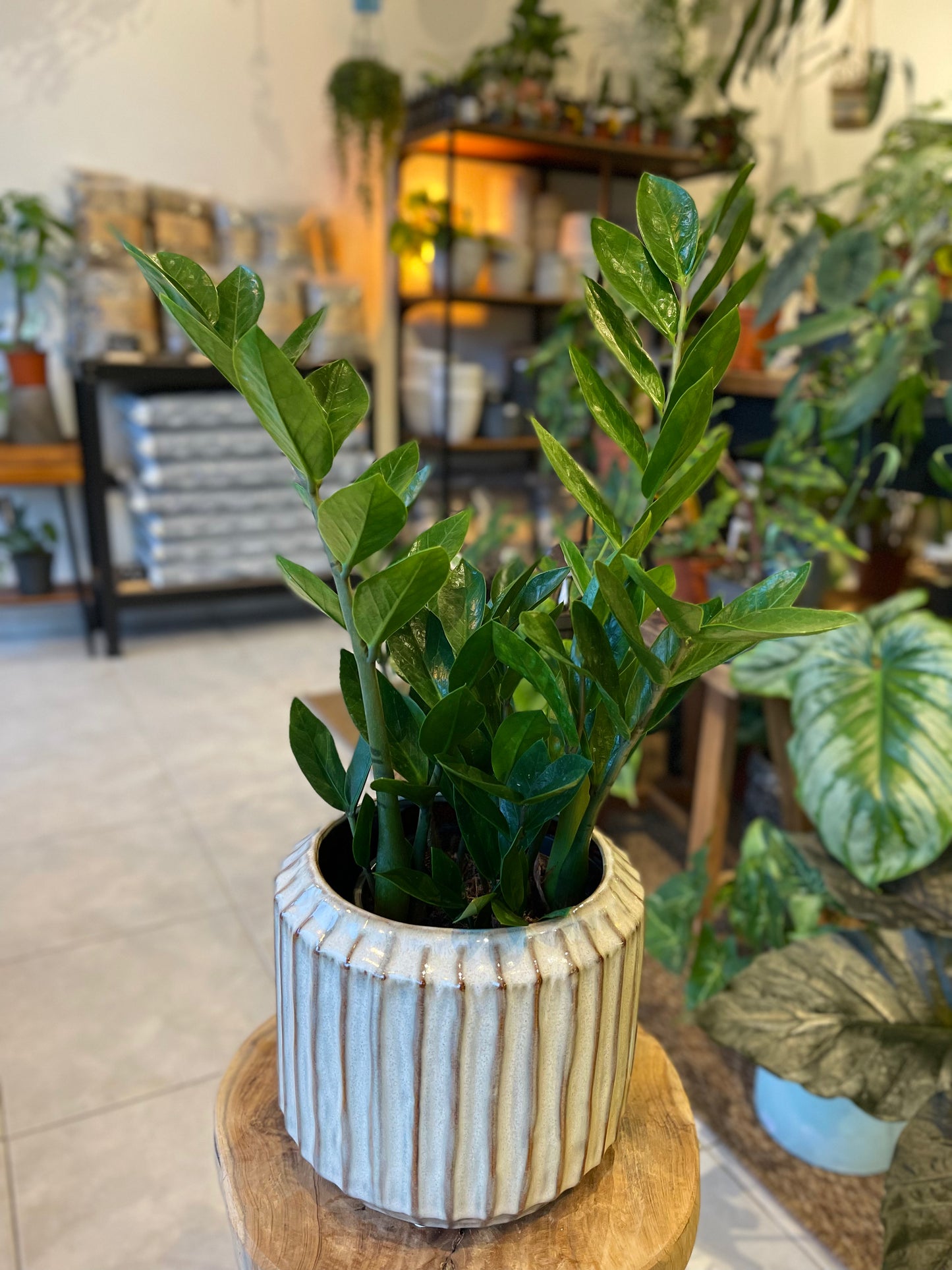 Zamioculcas Zamiifolia