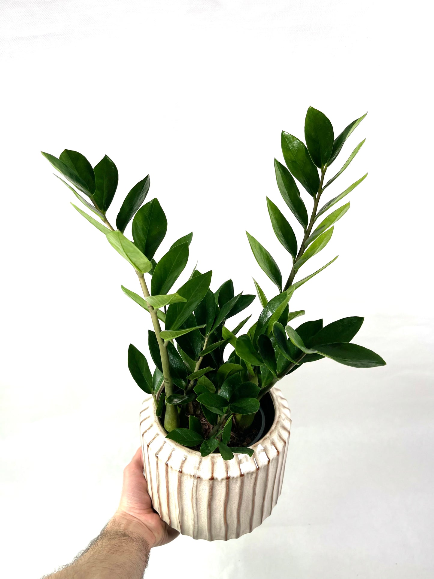 Zamioculcas Zamiifolia