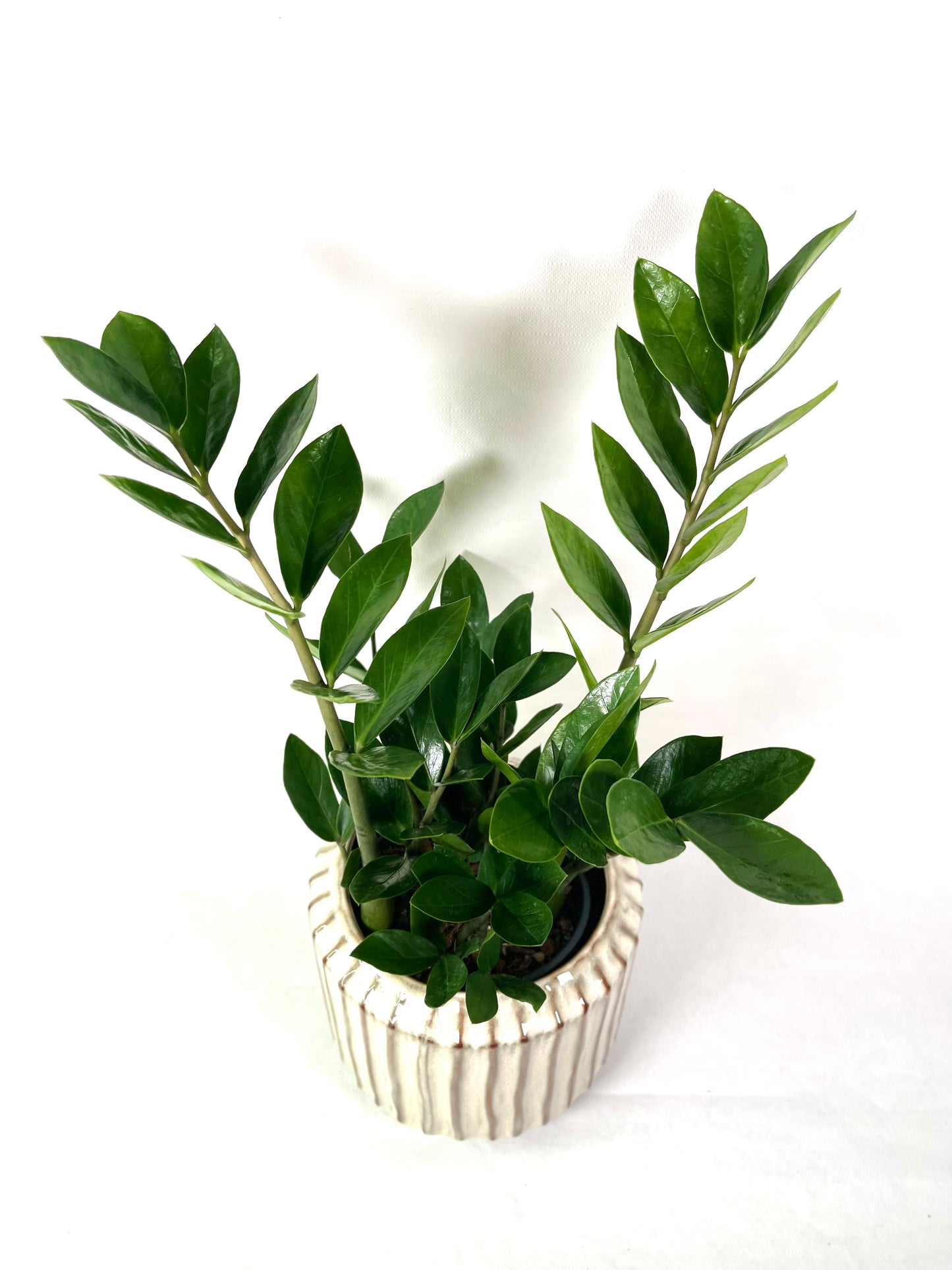 Zamioculcas Zamiifolia