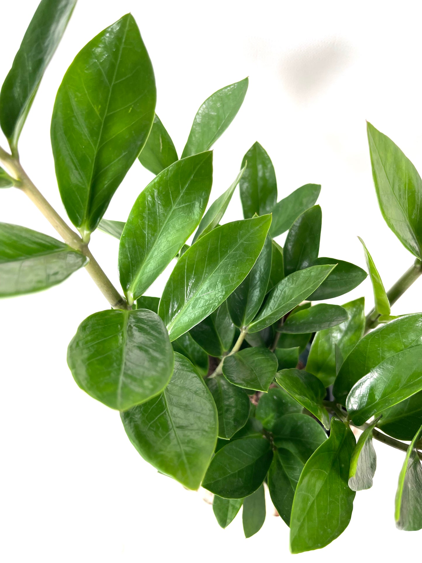 Zamioculcas Zamiifolia