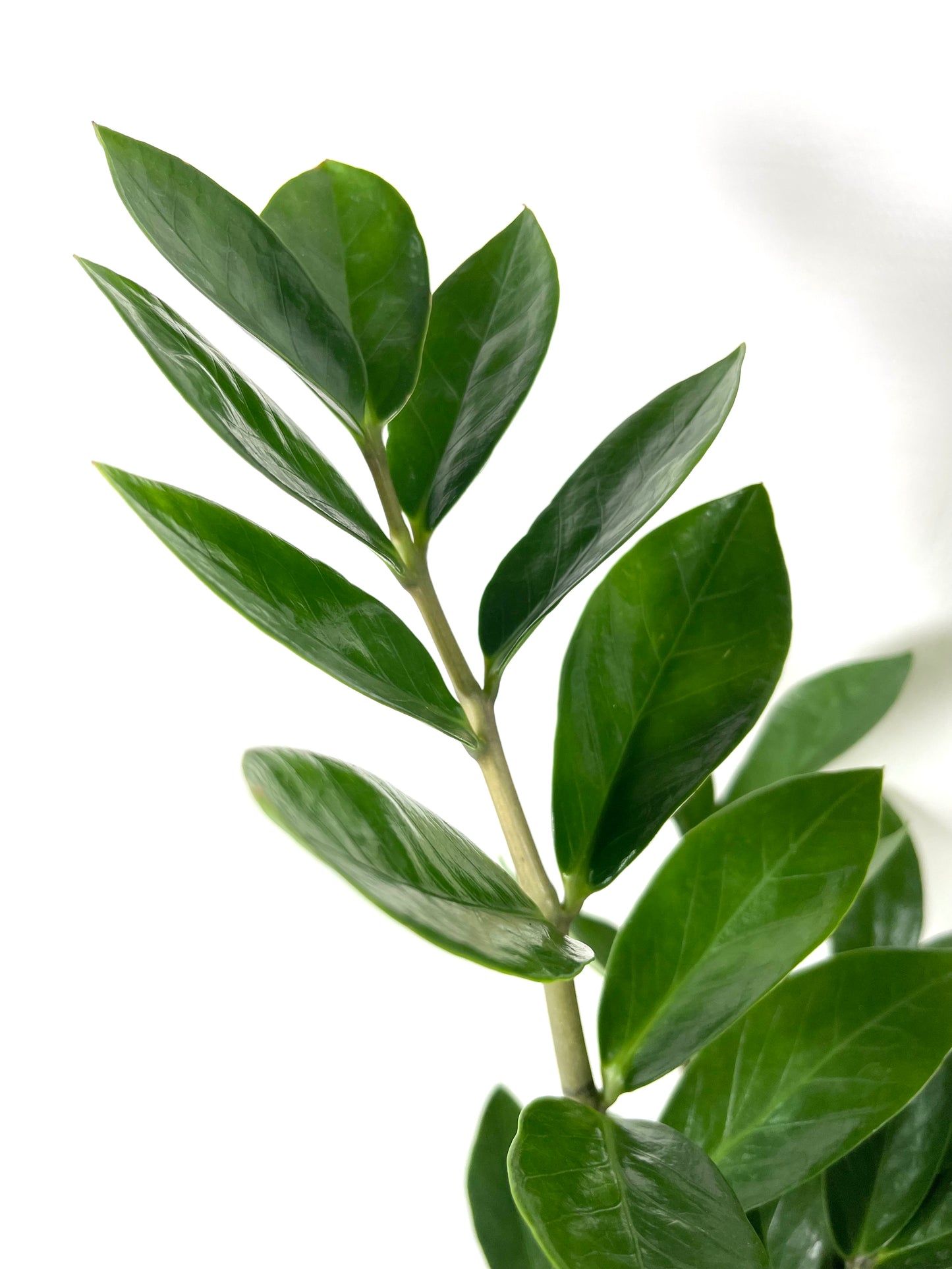Zamioculcas Zamiifolia