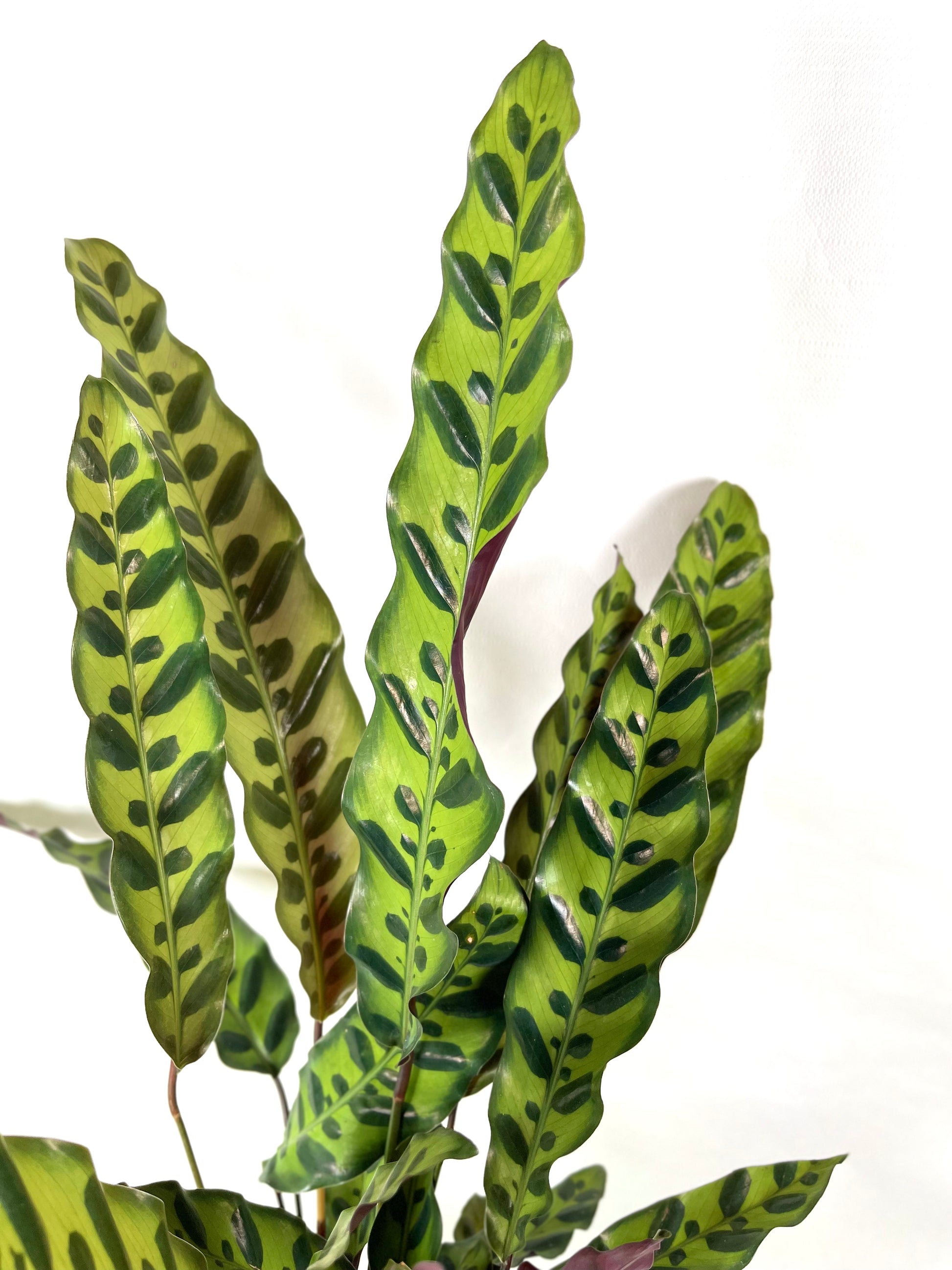 Romane - Calathea lancifolia - Réconciliation Végétale