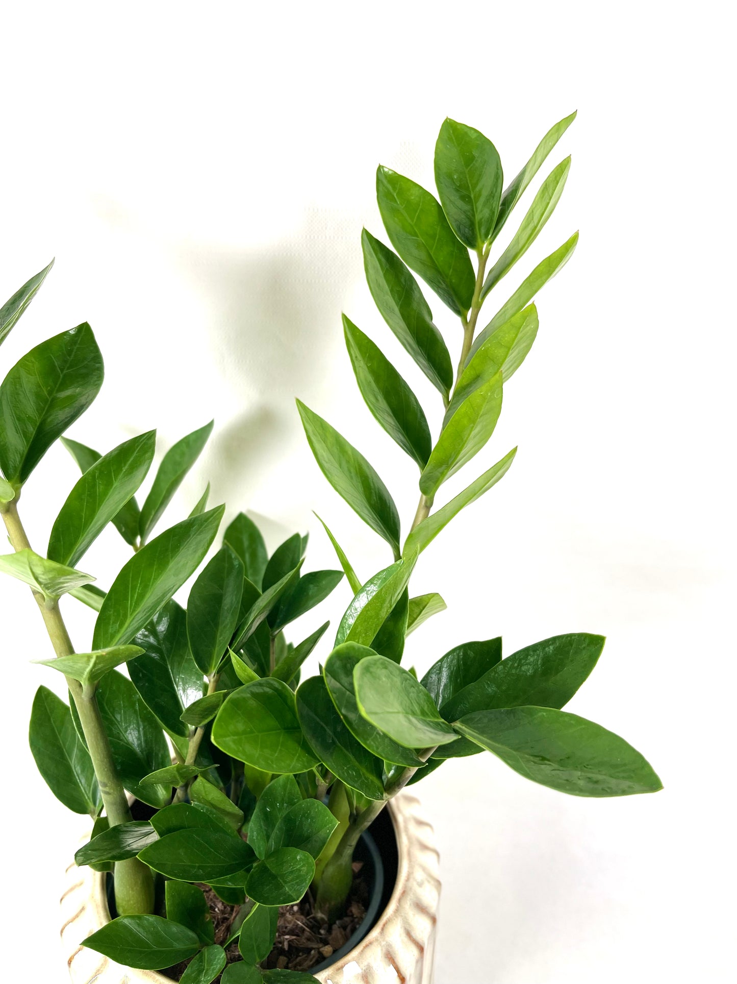 Zamioculcas Zamiifolia