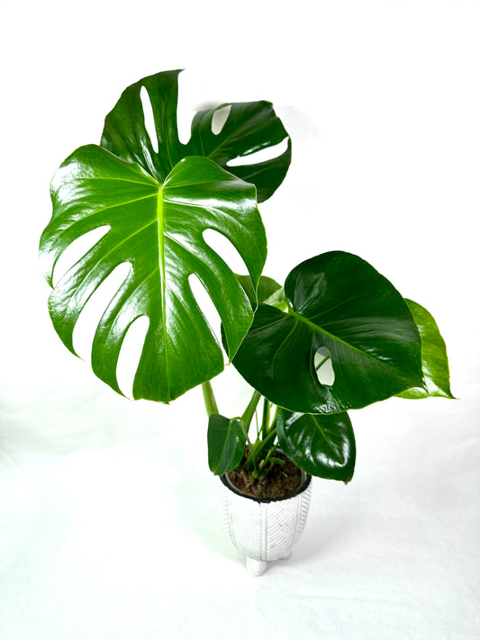Monstera Deliciosa