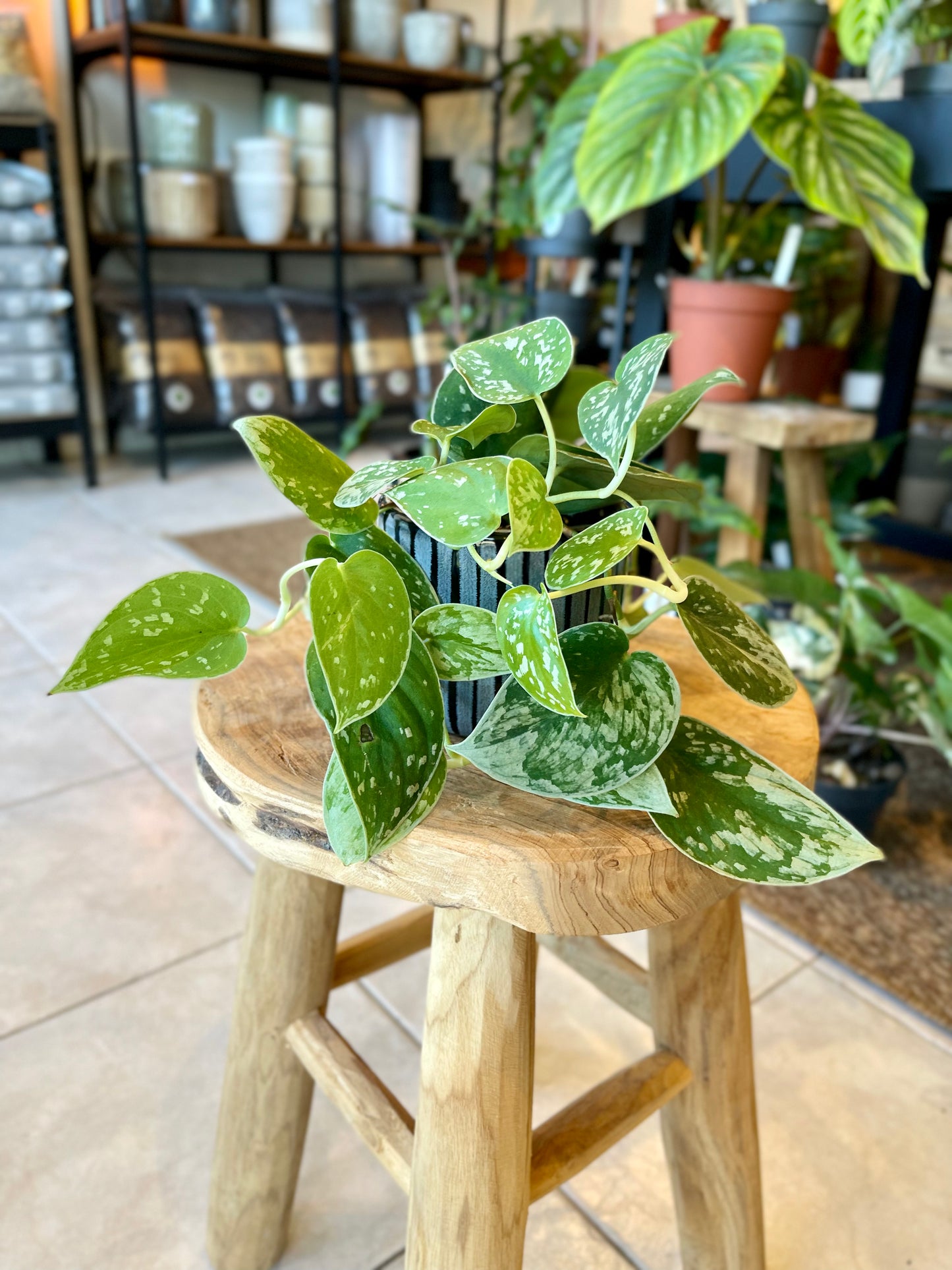 Scindapsus Pictus Argyraeus