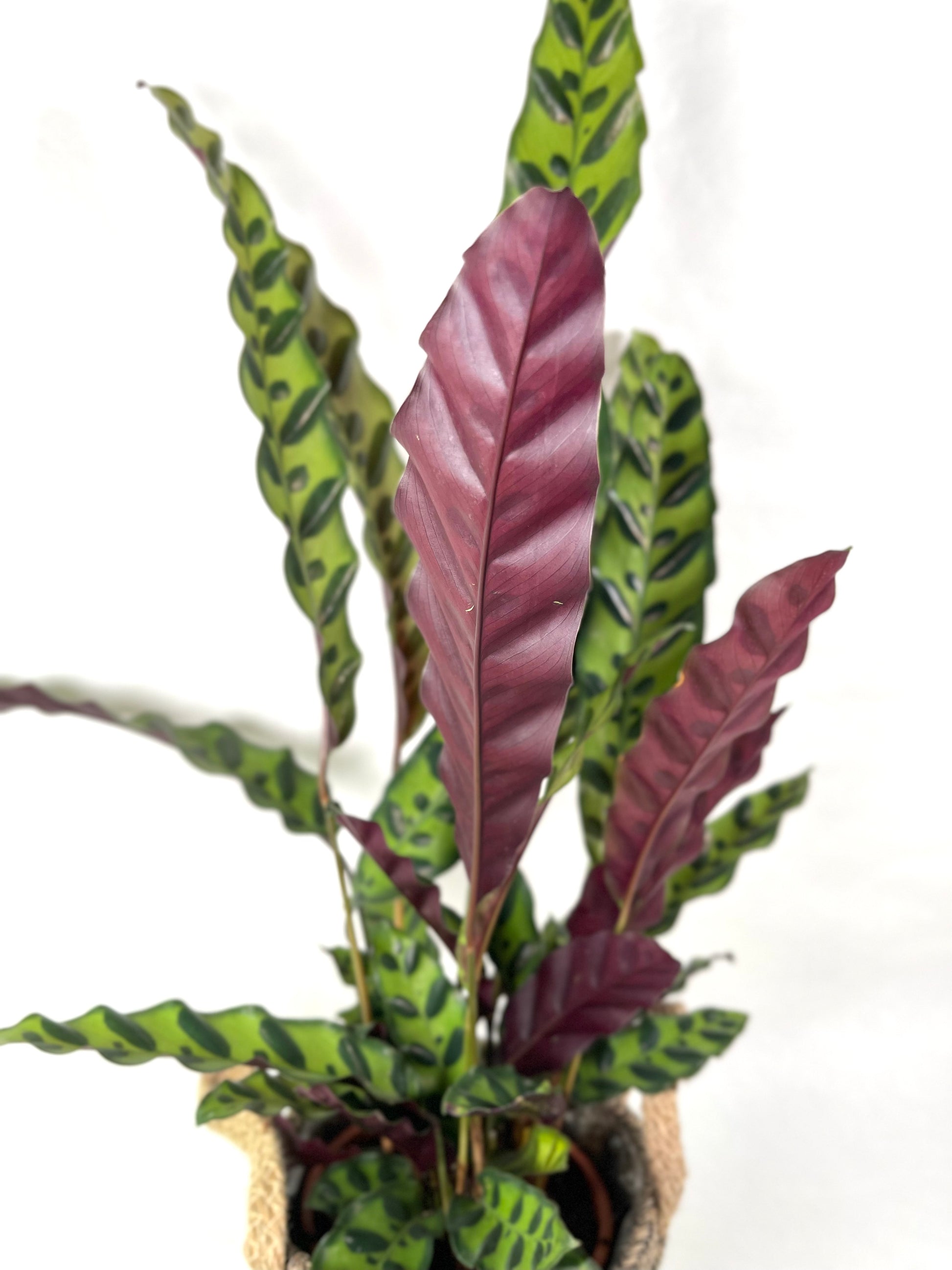 Romane - Calathea lancifolia - Réconciliation Végétale