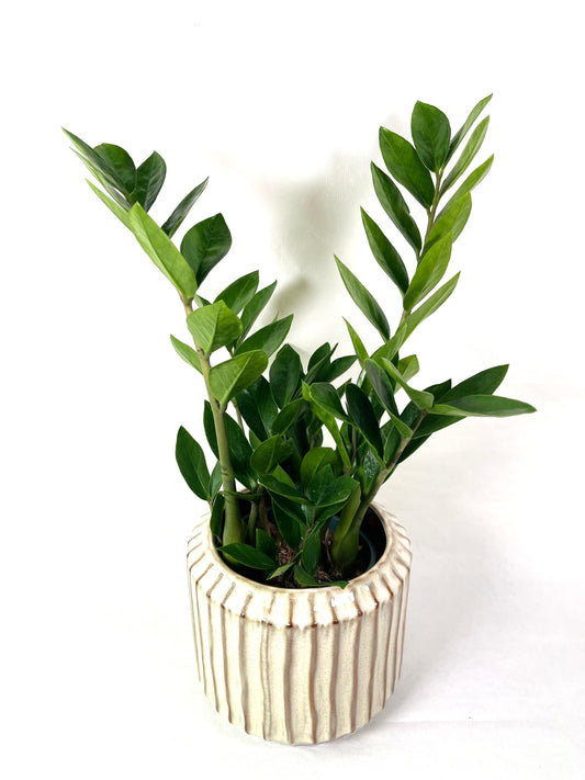 Zamioculcas Zamiifolia