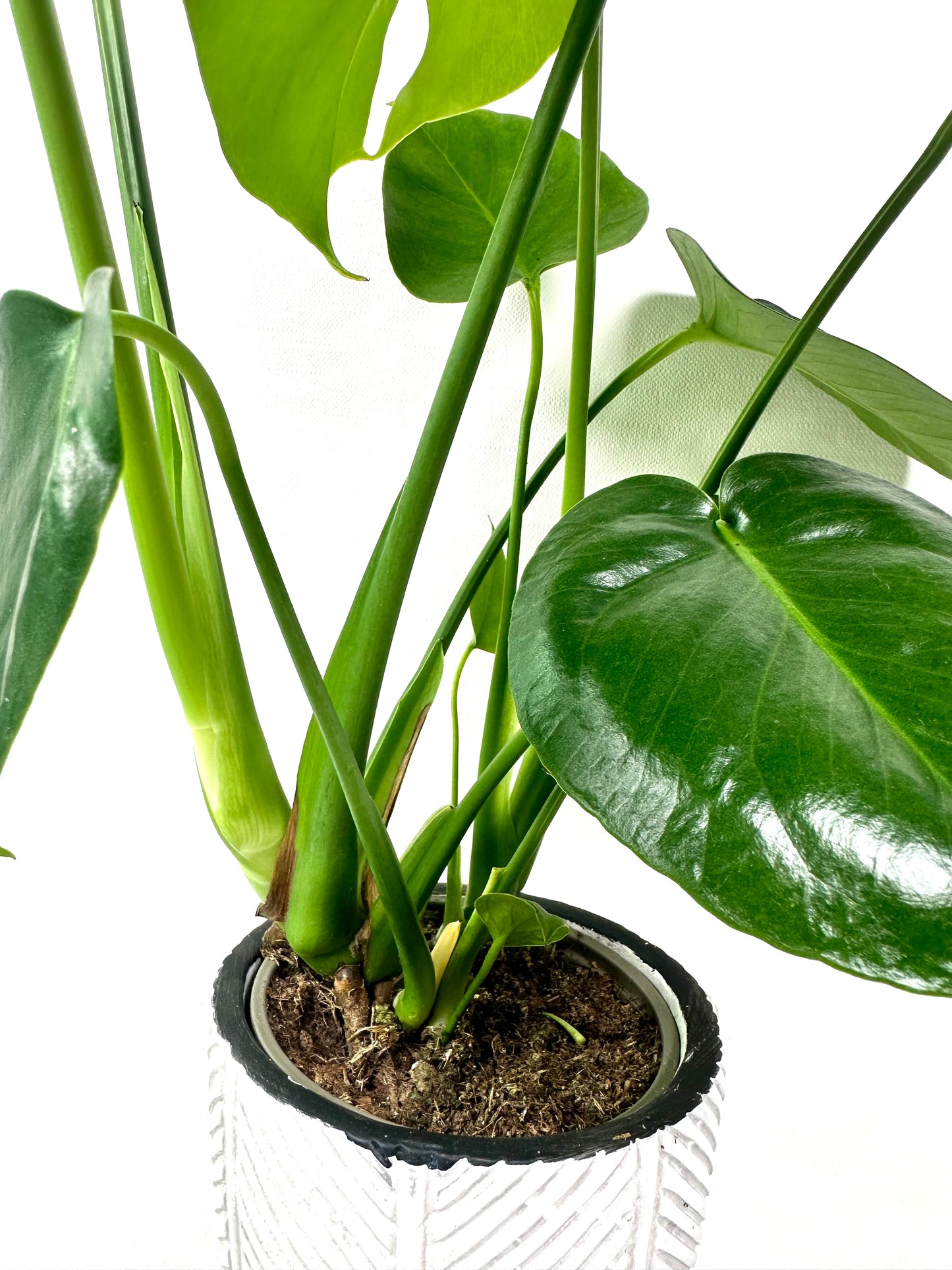 Monstera Deliciosa