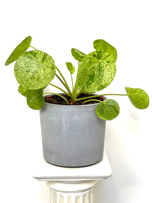 Pilea Mojito